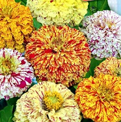 zinnia carrosel2