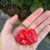 moruga red