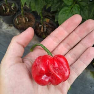 moruga red