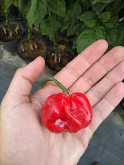 moruga red