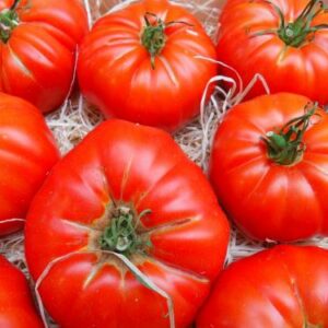tomate marmande