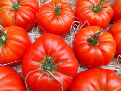 tomate marmande