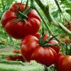 tomate marmande2