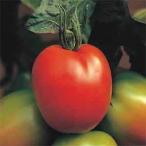tomate santaclara