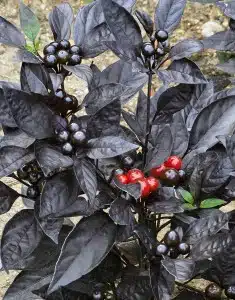 perola negra pimenta