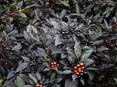 perola negra pimenta2