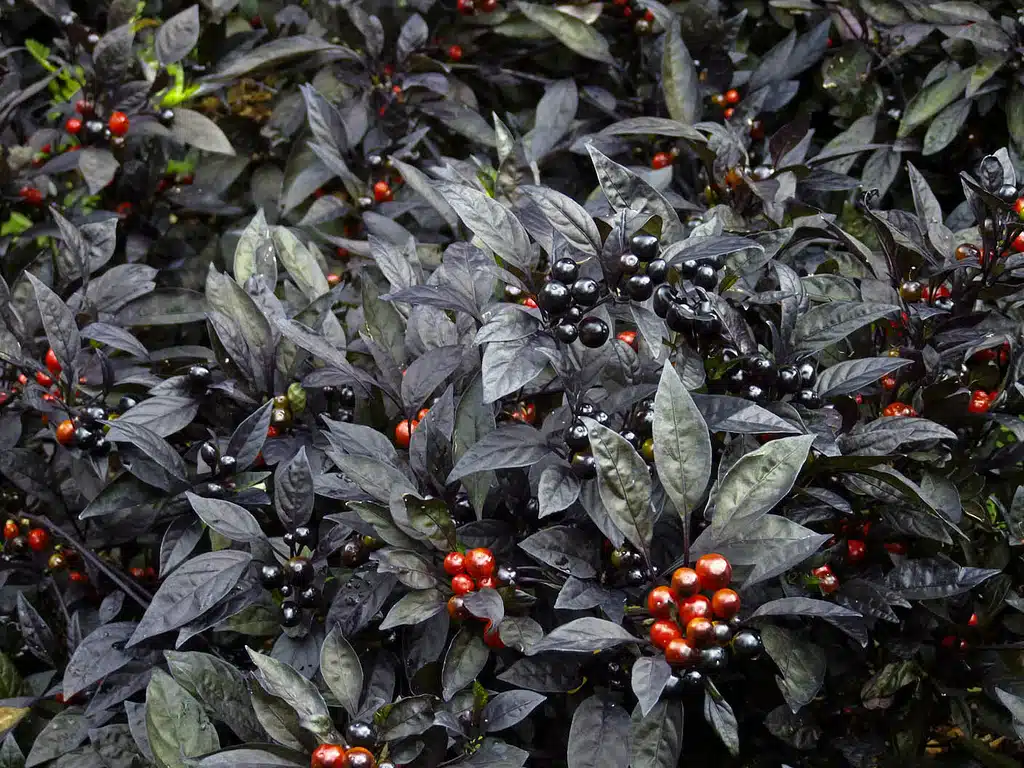 perola negra pimenta2