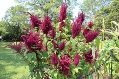 Sementes de Amaranto Asteca - so Flor Sementes