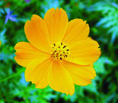 cosmos amarelo2