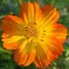 cosmos laranja