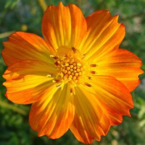 cosmos laranja