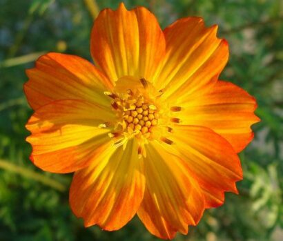 cosmos laranja