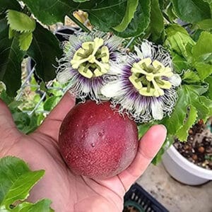 maracuja roxo