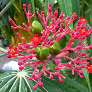 Sementes d eFlor Coral - Merthiolate - So Flor Sementes