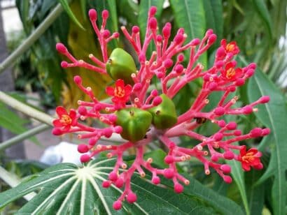 Sementes d eFlor Coral - Merthiolate - So Flor Sementes