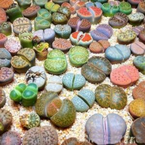 Sementes de Lithops Planta Pedra - So flor Sementes