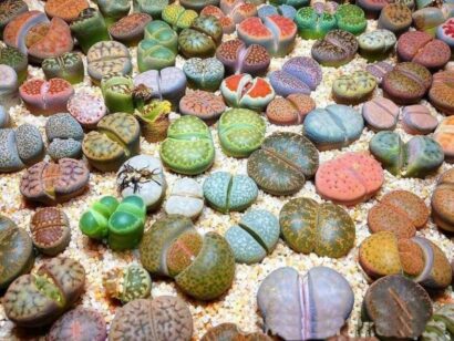 Sementes de Lithops Planta Pedra - So flor Sementes