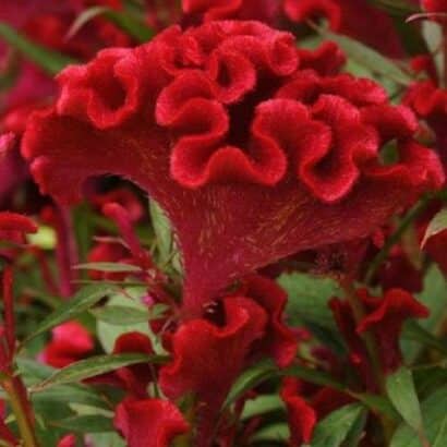 Sementes de Celosia Cristata Vermelha - Soflor Sementes