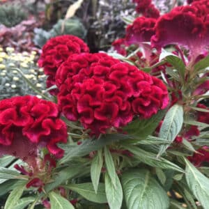 Sementes de Celosia Cristata Vermelha - Soflor Sementes