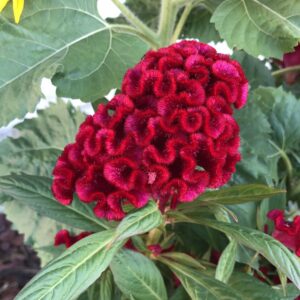 Sementes de Celosia Cristata Vermelha - Soflor Sementes