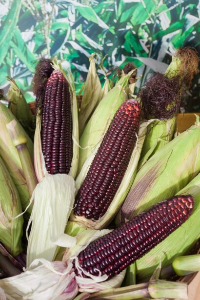 Sementes de milho roxo Peruano