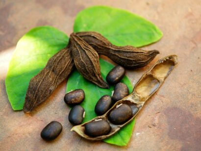 Sementes de mucuna preta