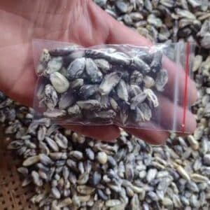 sementes de milho peruano branco preto rajado cancha