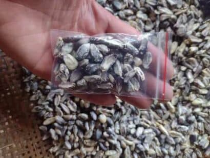 sementes de milho peruano branco preto rajado cancha