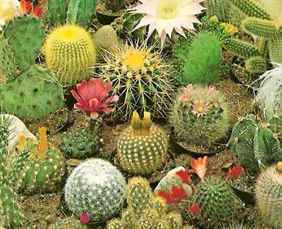 cactos sortidos