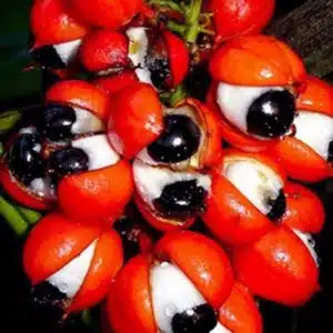 guarana