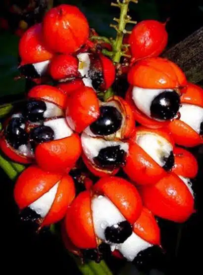 guarana