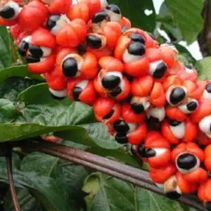 guarana
