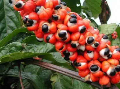 guarana