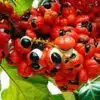 guarana