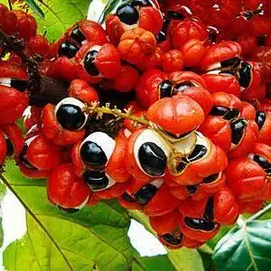 guarana