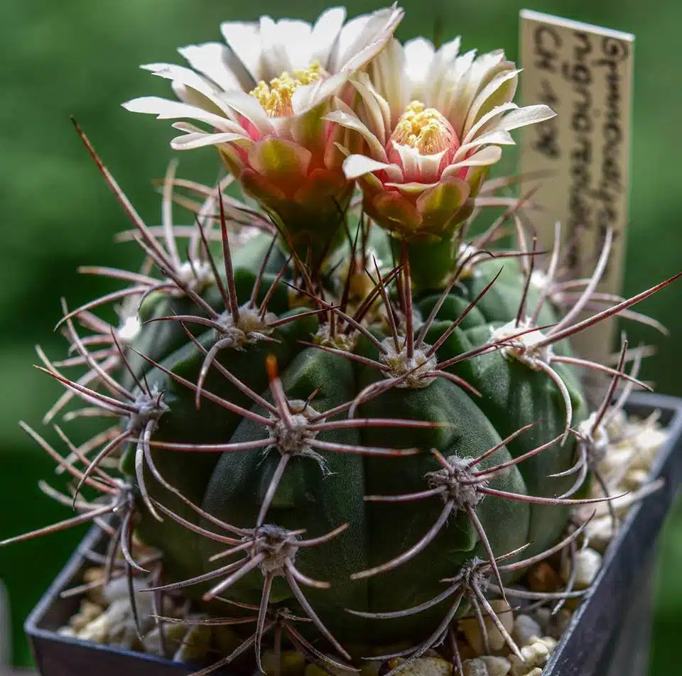 gymnocalycium nigriareolatum
