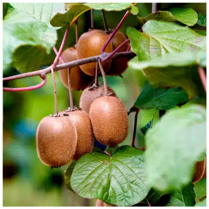 sementes kiwi
