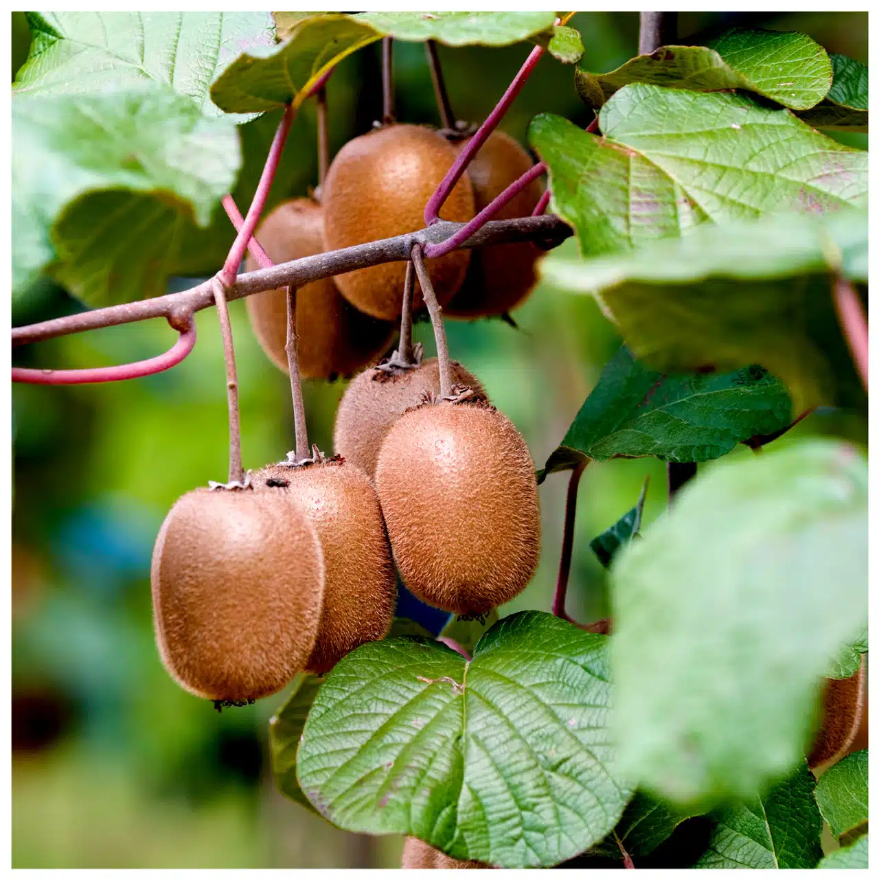 sementes kiwi