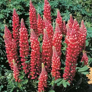 tremoco de jardim lupinos coral perene