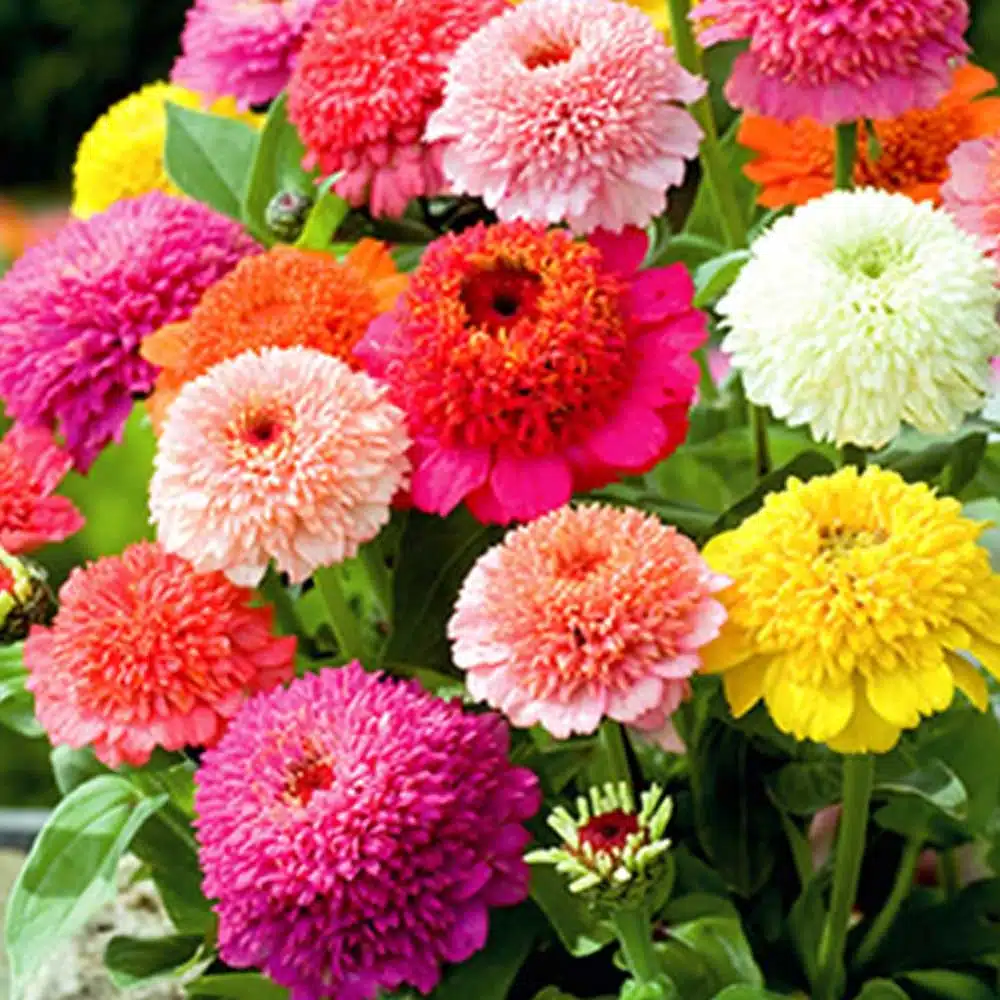 zinnia tutti frutti