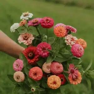 zinnia tutti frutti