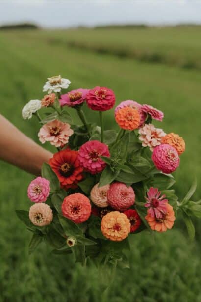 zinnia tutti frutti