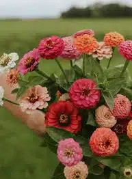 zinnia tutti frutti