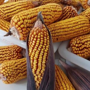 milho crioulo