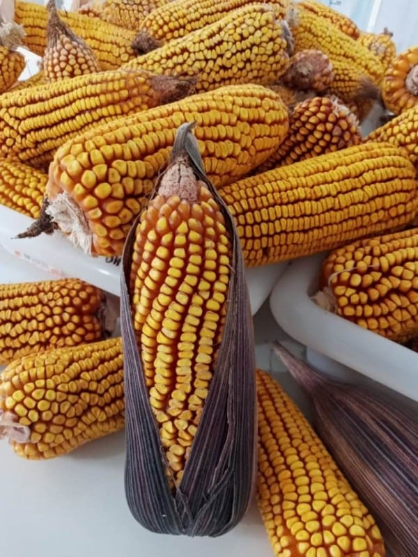 milho crioulo