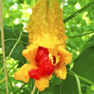 momordica charantia melao de sao caetano