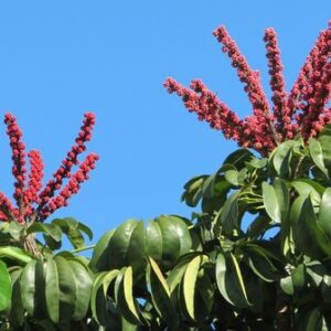 sementes schefflera actinophylla
