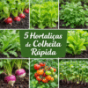 colheita rapida hortaliças