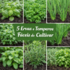 temperos facil cultivo