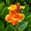 cana indica vermelha amarela